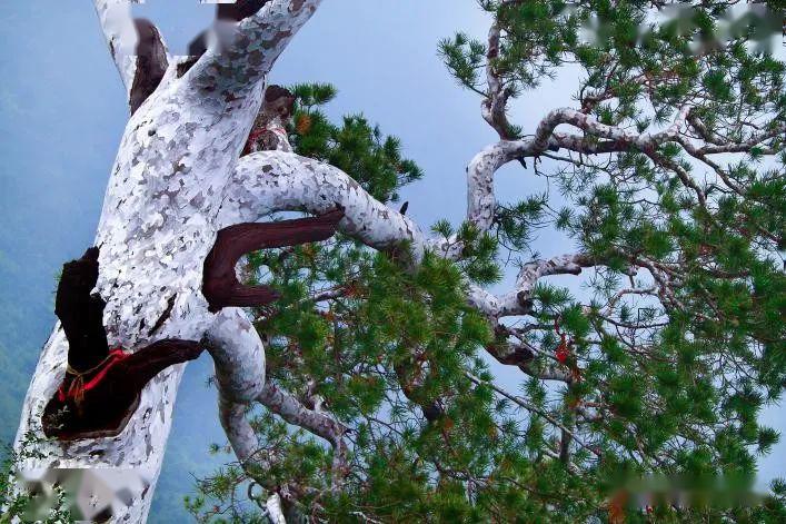 【预售】不老神农山.诗画净影二日游