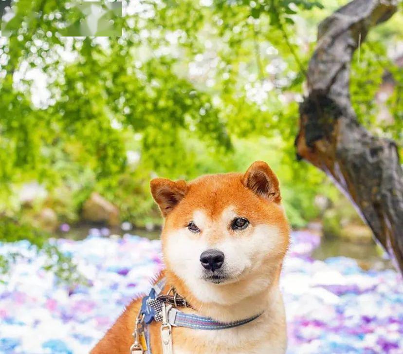 100张柴犬与花的合照治愈了无数人