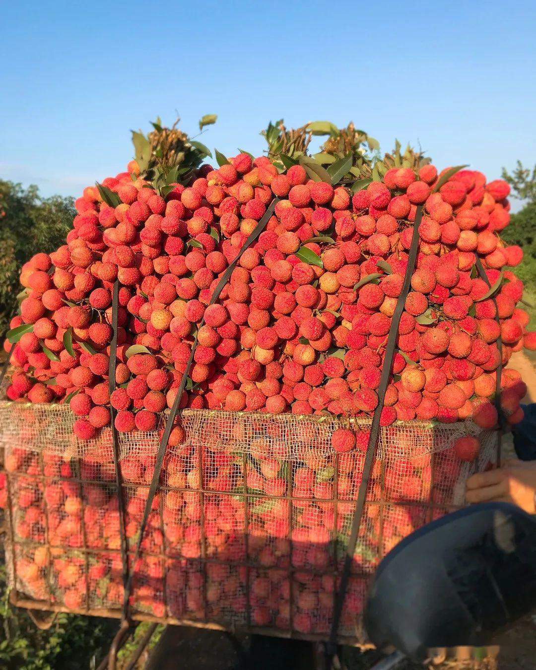 一果上市百果让路附荔枝品种上市时间保鲜知识