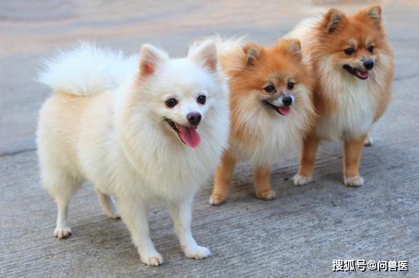 博美犬的特點和飼養博美犬的注意事項有哪些?