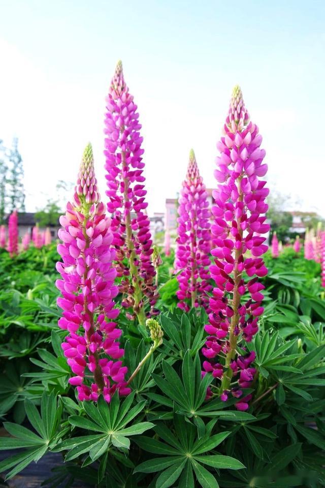 汉中这里的鲁冰花开啦