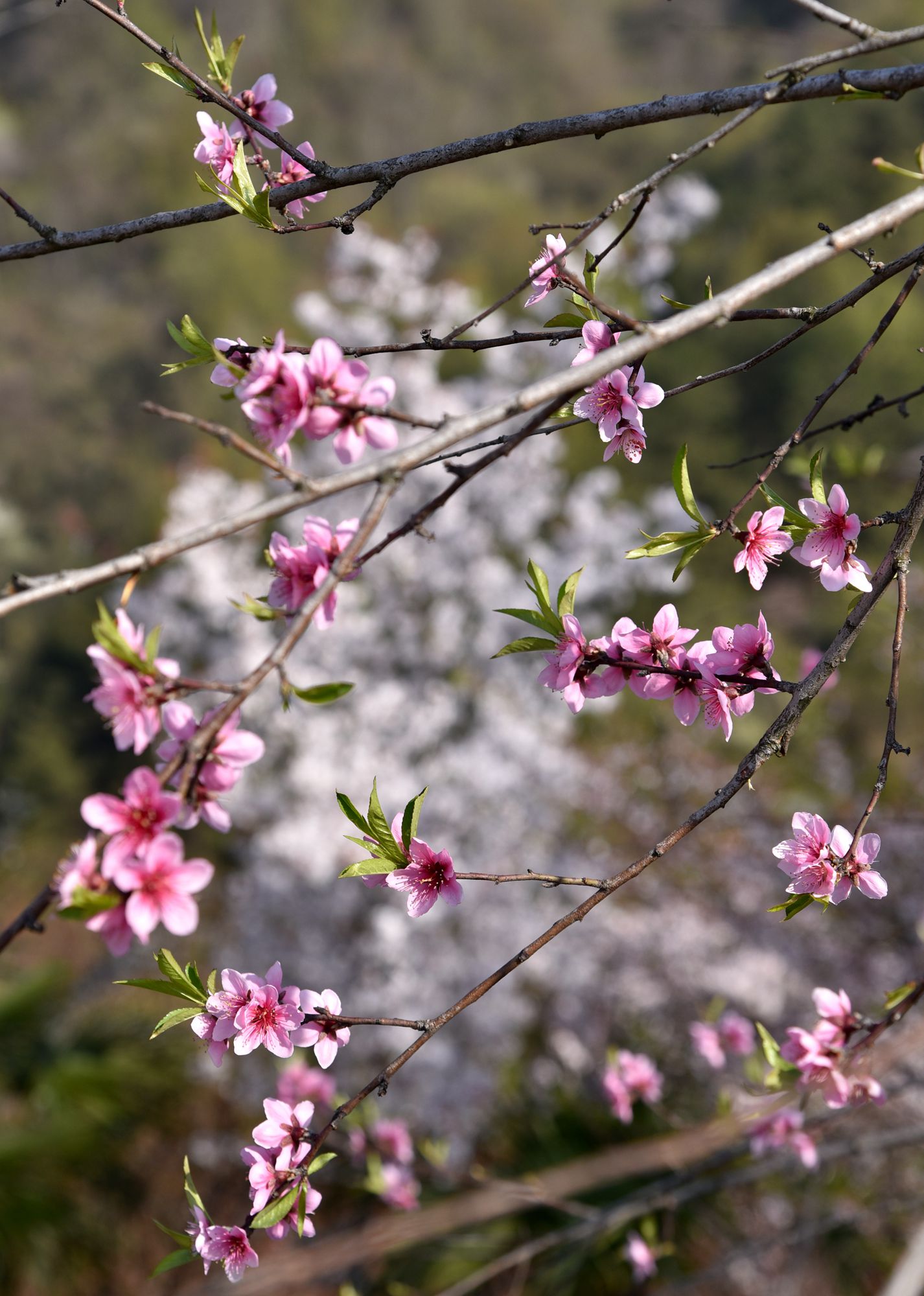 赏中华樱花,本土原生态