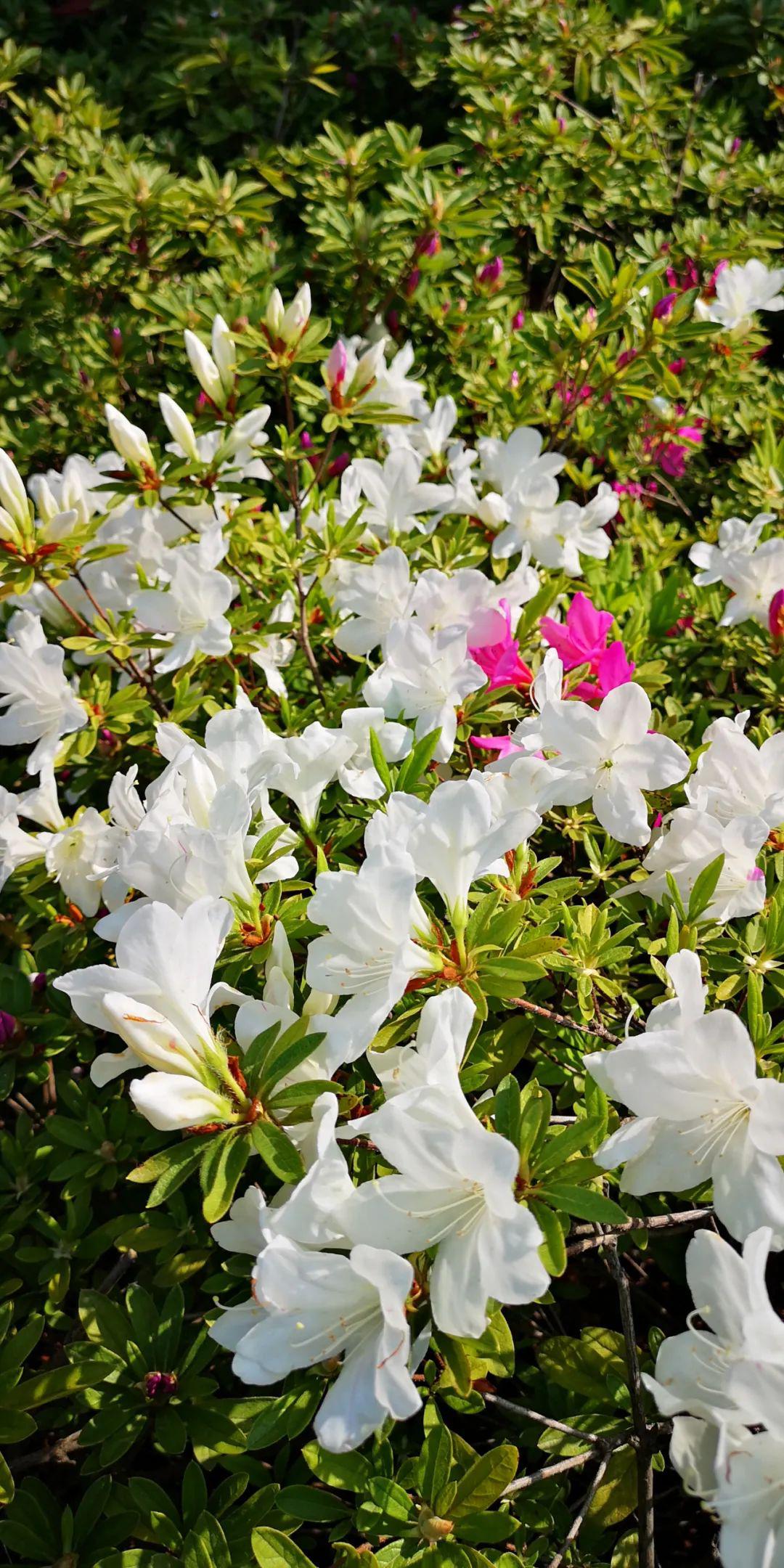 快乐吉祥忠诚思乡最爱四月杜鹃花