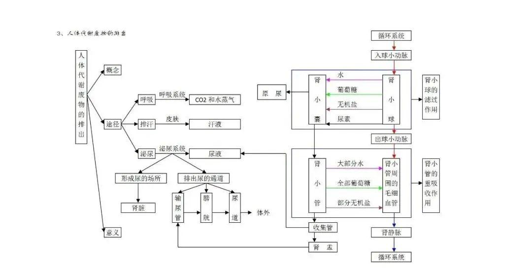 初中生物思维导图简洁版