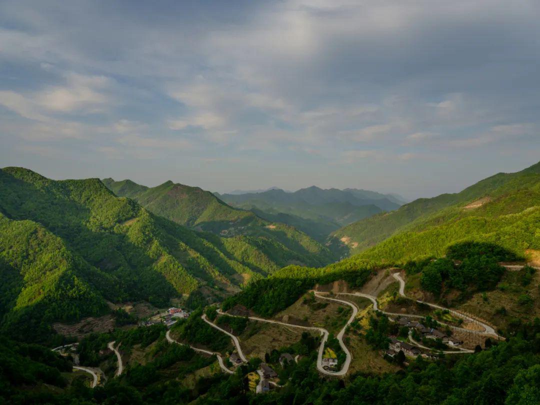 云赏青川茶坝芥菜花转发集赞得老鹰茶咯
