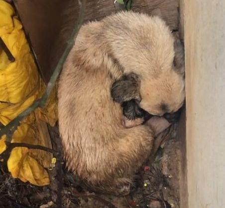 原创寒冷的冬天瘦骨嶙峋的土狗睡在潮湿的角落仔细一看好感动