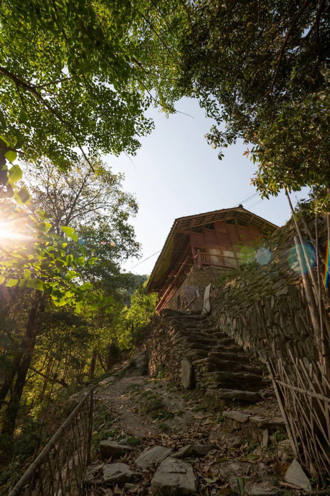 云赏青川茶坝芥菜花转发集赞得老鹰茶咯
