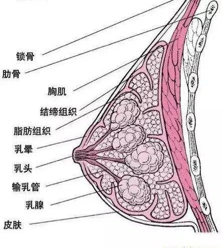 女性乳房图片节假图片