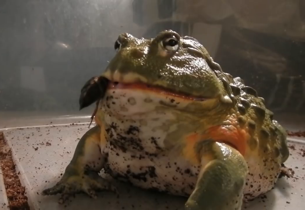 非洲牛蛙不仅吃小鸟, 还捕食老鼠, 一口吞, 太厉害了