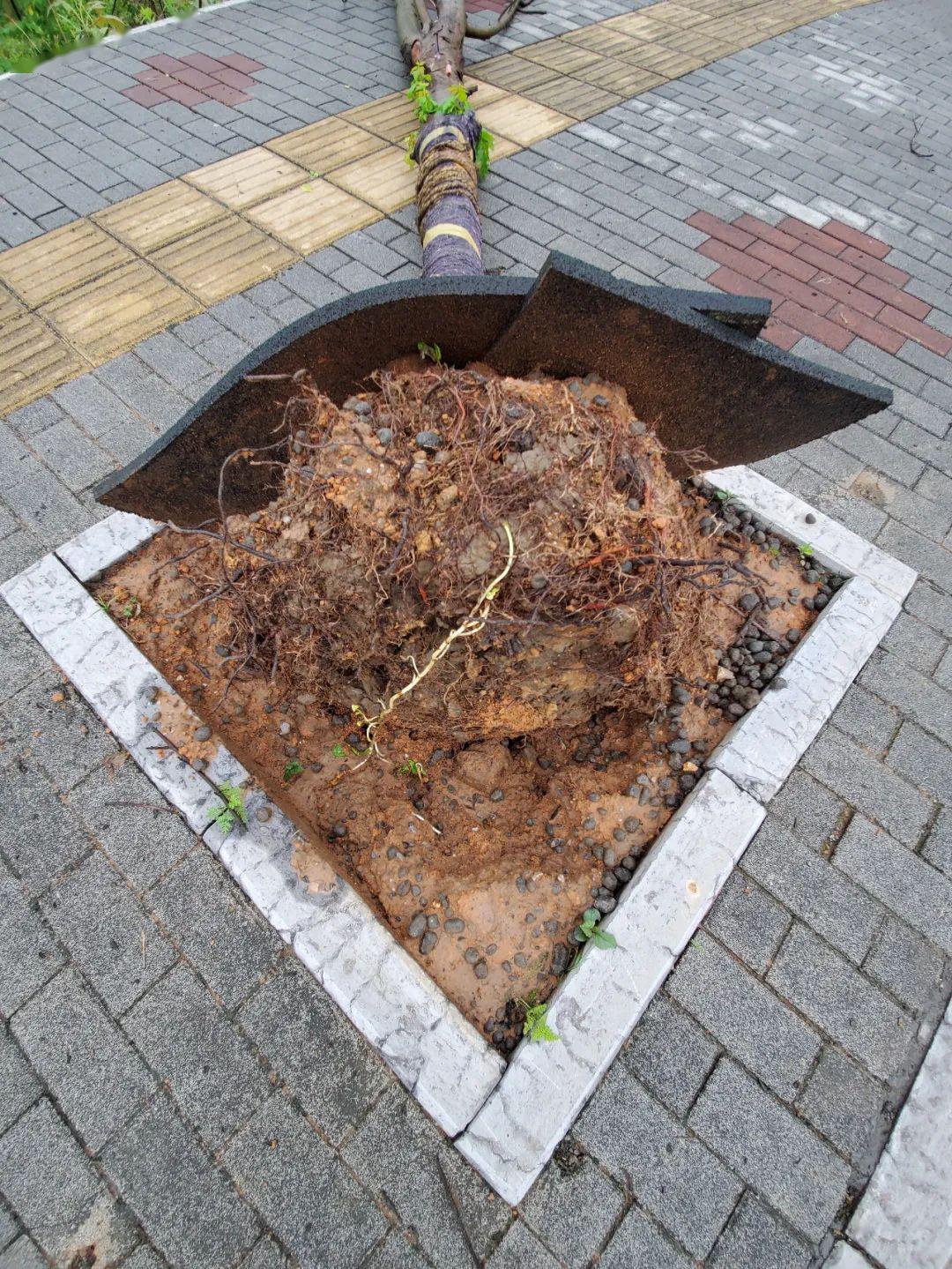 秀山市政园林绿化栽树别栽数 保活才算数