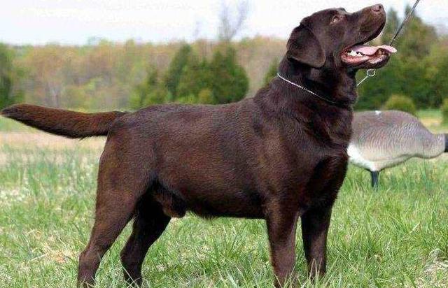 大部分人养的拉布拉多都是串,纯种有4个特点,你的狗纯吗?