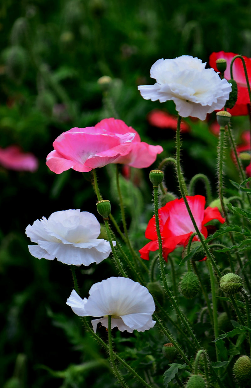 虞美人花色五彩缤纷有着千娇百媚的神韵