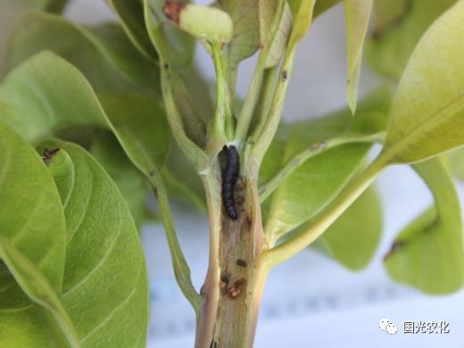 钻心虫主要指夜蛾科(横线尾夜蛾,重尾夜蛾等)幼虫,昼伏夜出,蛀食为害