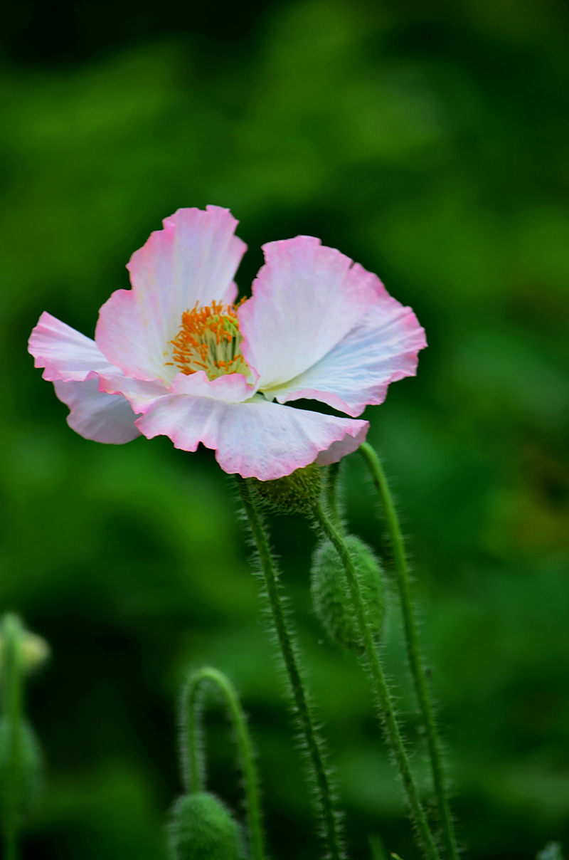 虞美人花色五彩缤纷,有着千娇百媚的神韵.