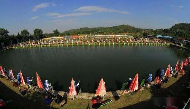 夏季黑坑钓鲤鱼偷驴攻略