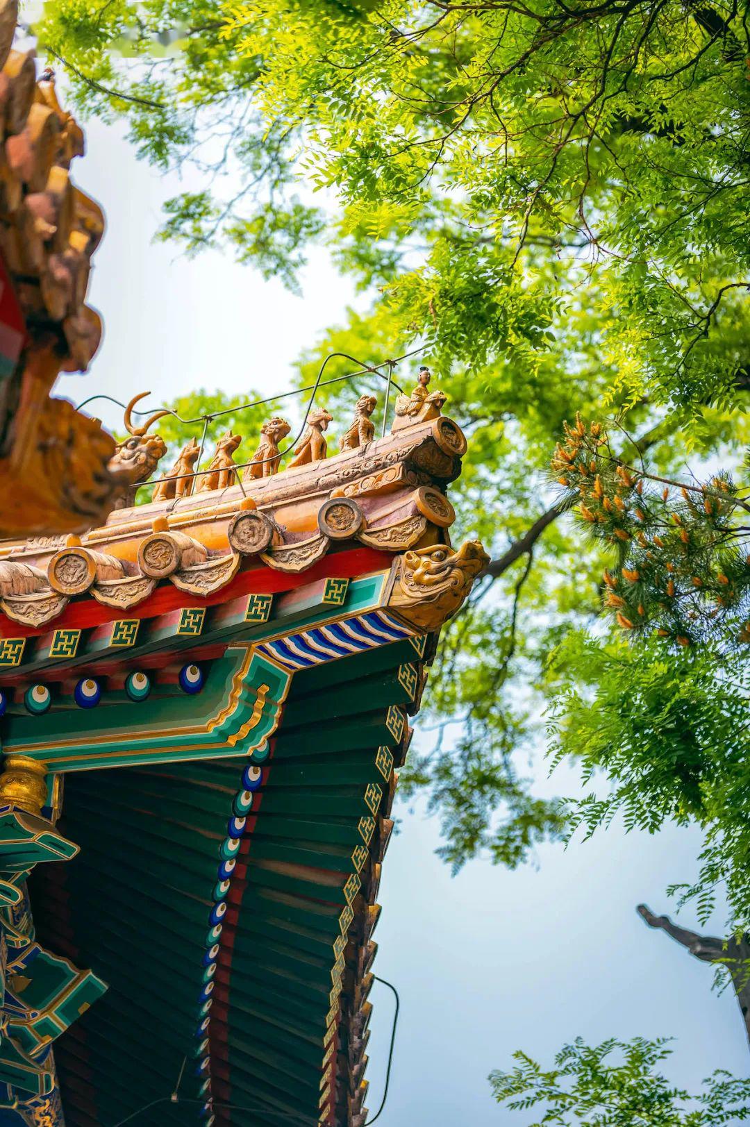 红墙繁花,高清绝美!