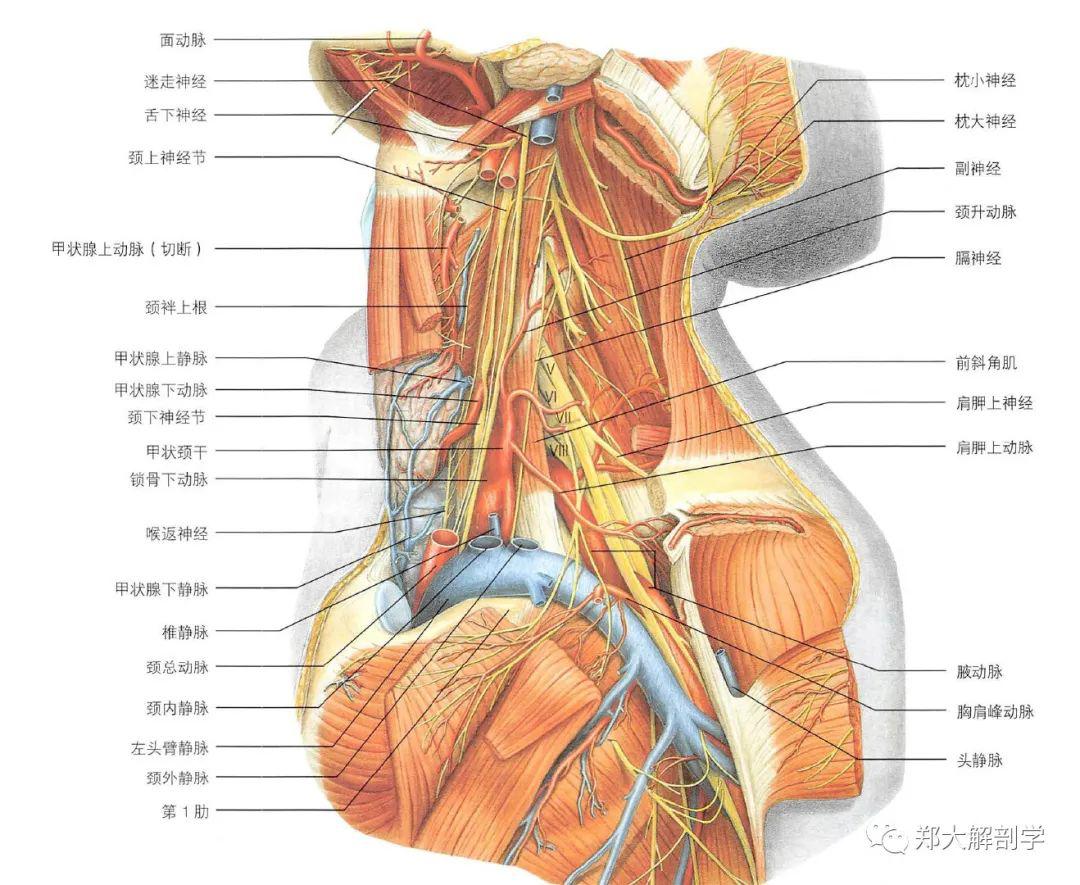 颈丛C1-4图片