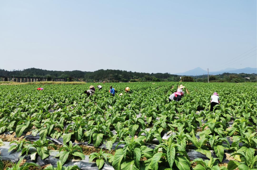 种烟大户曾水源:让南雄红土地金叶飘香,200亩盈利约42万!_种植