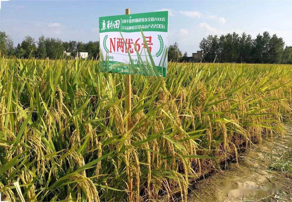 亲耕田稻种推荐——n两优6号
