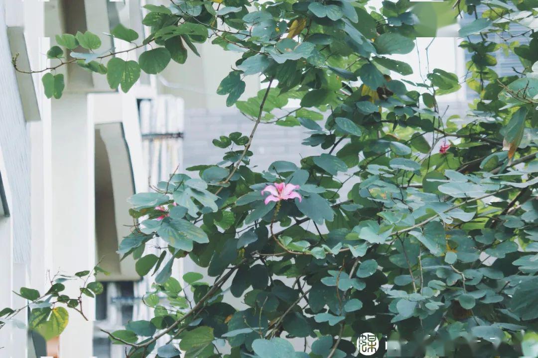 仍旧耀眼终能点燃彼方释放所有梦想图片/何旋文字/韦德行编辑/梁月平