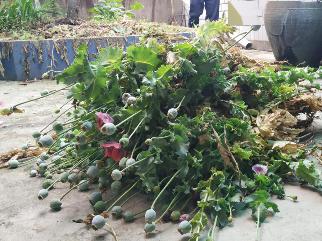 炖汤放"它"很好喝?自家楼顶种植这种植物被拘!_罂粟