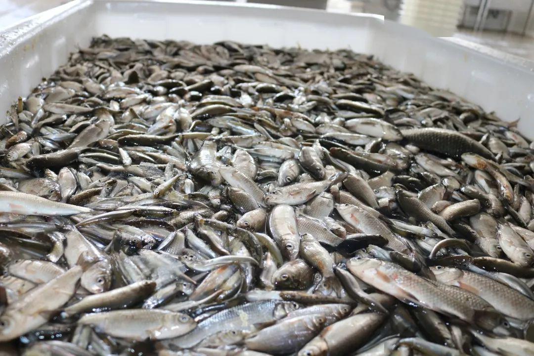 海关来助力多伦小鱼首次游出国门