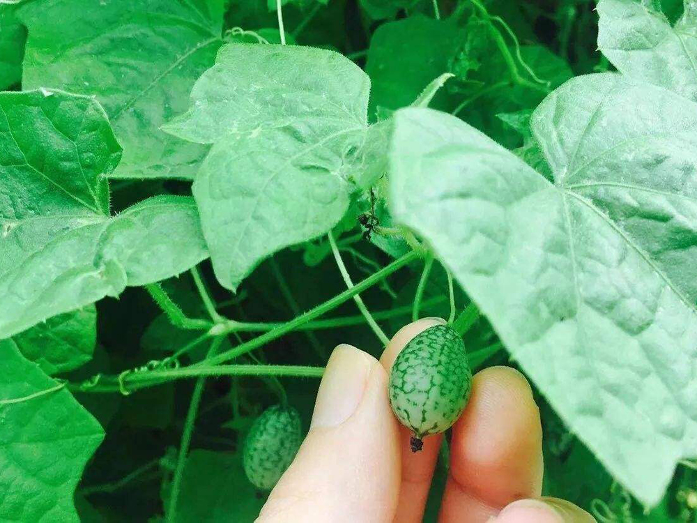 农村娃儿时当零食吃如今50元一斤成稀罕水果俗称老鼠瓜