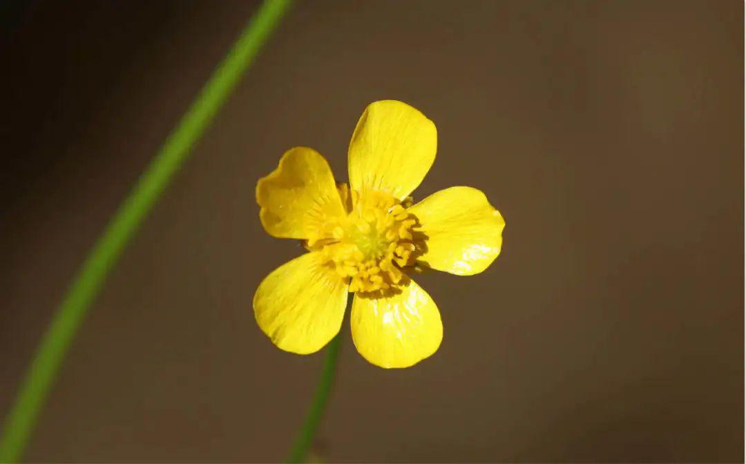 花信风 