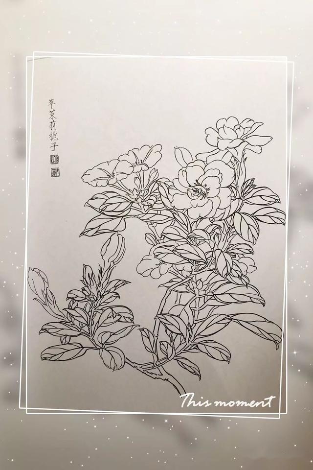 談談工筆畫白描花卉的用線