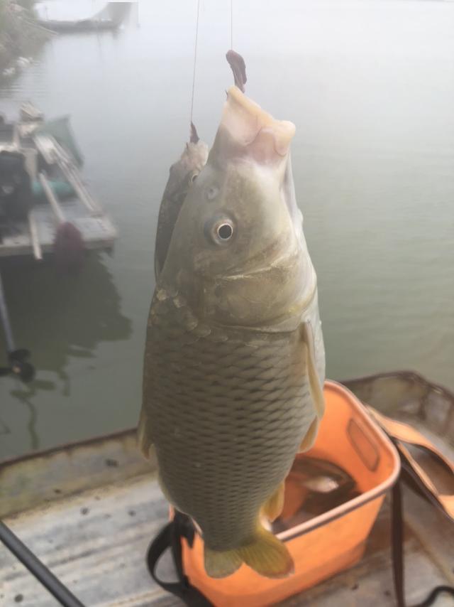 原本高湖釣小魚卻意外來了條鯉魚