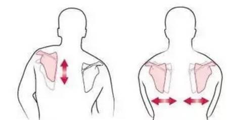 有五块肌肉附着于肩胛骨和