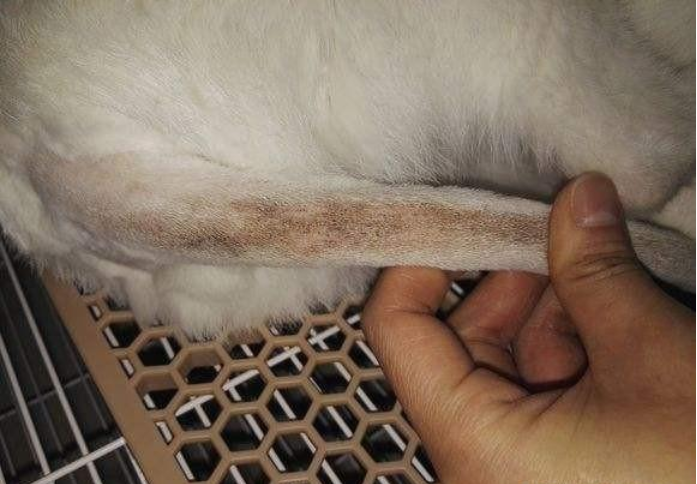 原创种马尾只有公猫会有吗了解种马尾给猫咪一条漂亮的大尾巴