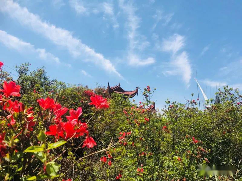 【看闽侯】杜鹃花开映山红!去闽侯"大湖仙"赴一场浪漫约会
