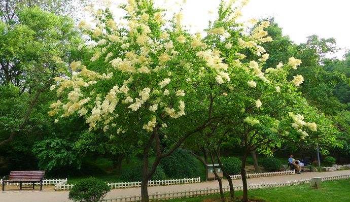 原创暴马丁香的花不晒干能泡水喝吗
