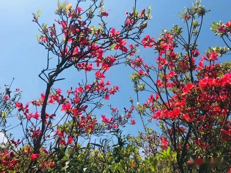 【看闽侯】杜鹃花开映山红!去闽侯"大湖仙"赴一场浪漫约会