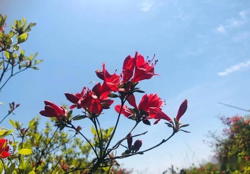 看闽侯杜鹃花开映山红去闽侯大湖仙赴一场浪漫约会
