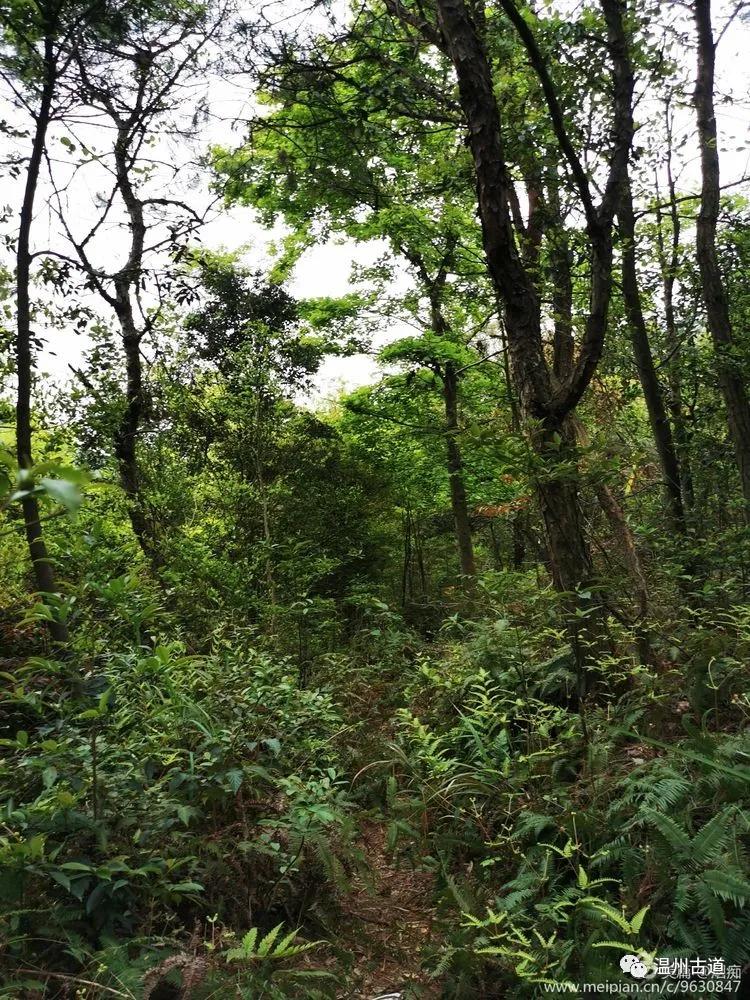 吴岙～乌牛尖～挂彩山脊～长界岭休闲游