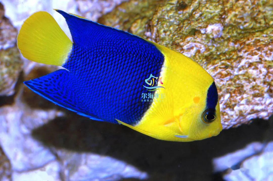 一条罕见的石美人神仙鱼