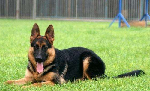 黑贝犬换毛需要多长时间