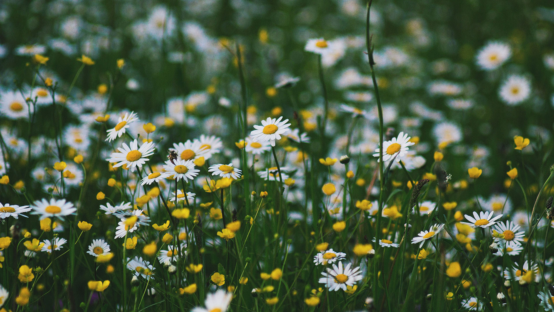 母亲节之后,运势旺盛,会吉星高照,福寿双全的三大星座