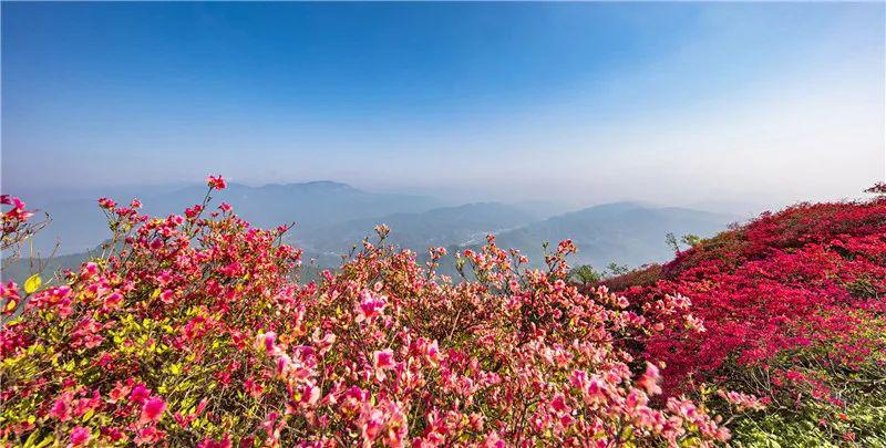 摸雲山映山紅大別山最後一抹春色