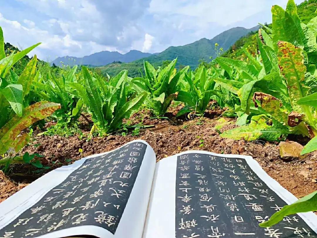 太平天国运动,戊戌变法,清帝退位,民国成立,军阀混战,红枪会兴起,抗日