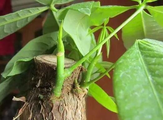 家里养发财树黄叶严重利用刻芽催新叶植株长得又快又好