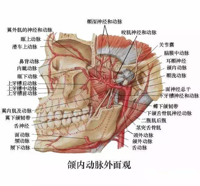 口腔解剖圖譜