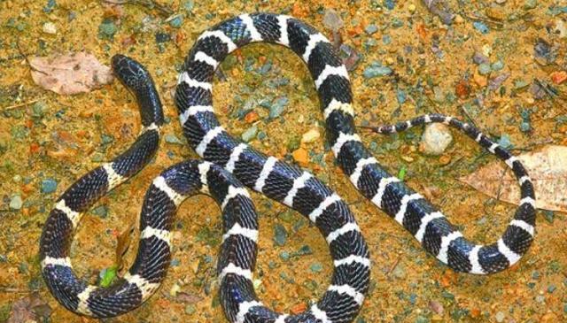 银环蛇,俗称过基峡,白节黑,金钱白花蛇,银甲带,银包铁等.