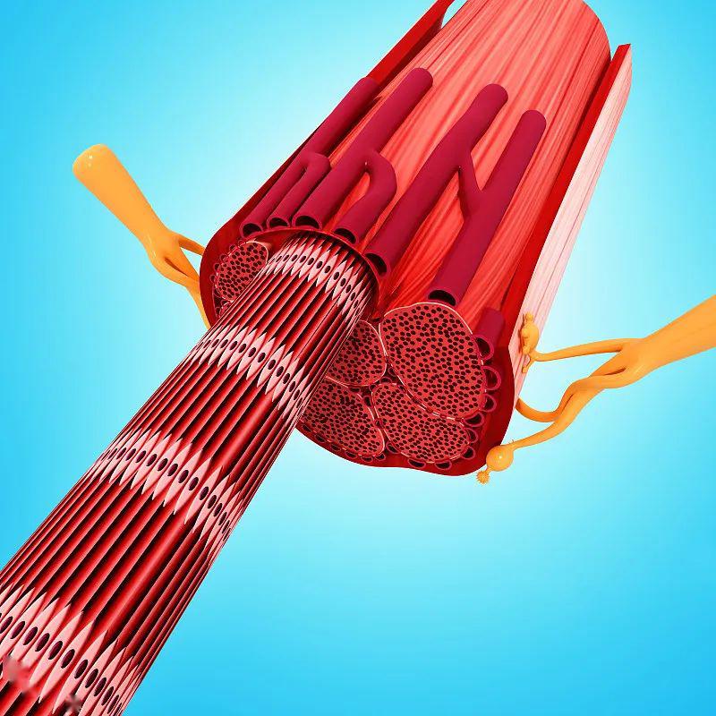 从微观的角度了解肌肉肌丝滑动原理