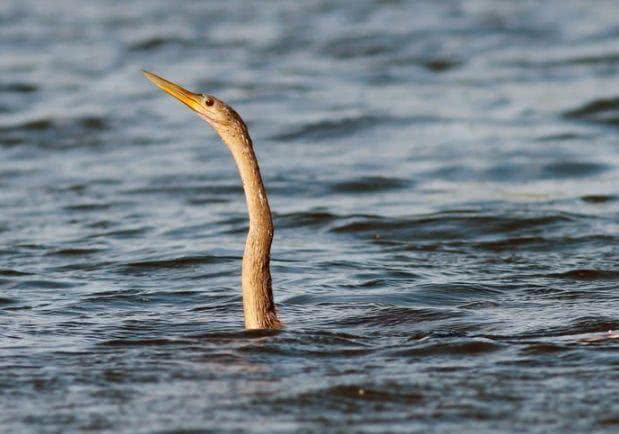 原创水面上露出长长一截除了可能是尼斯湖水怪也可能是一种水鸟