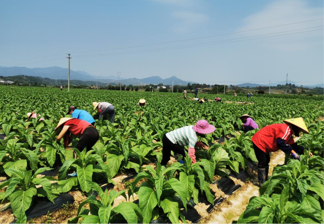 种烟大户曾水源让南雄红土地金叶飘香200亩盈利约42万