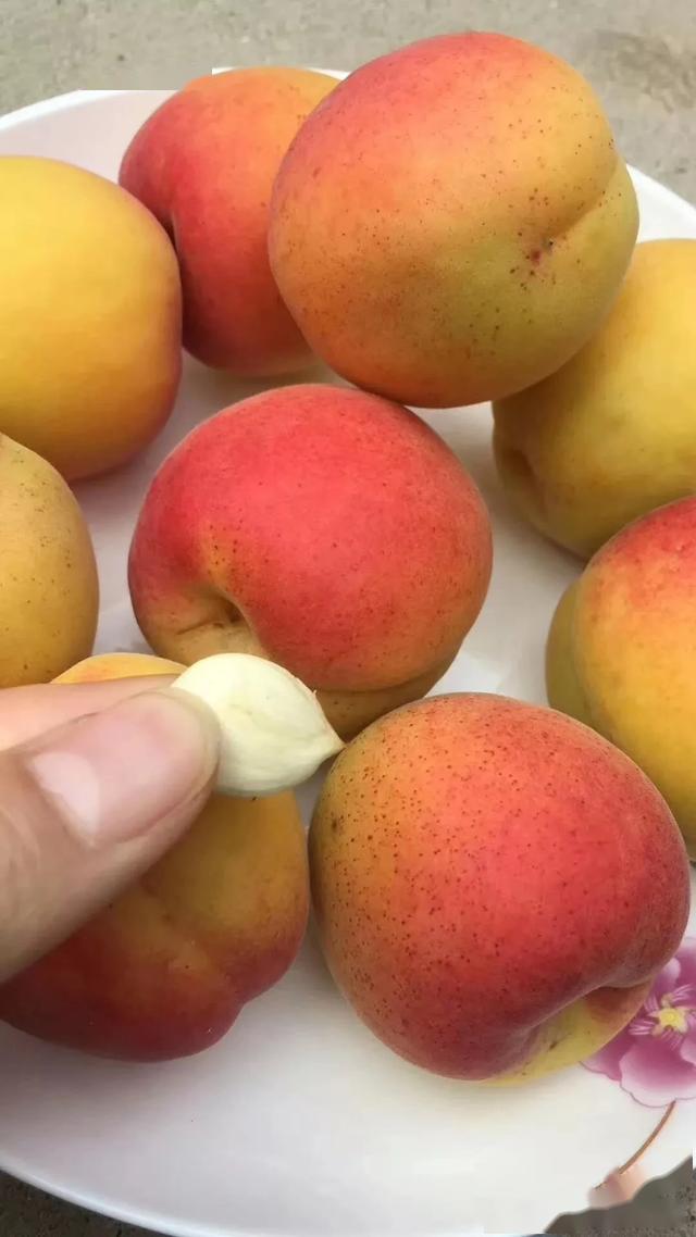 陕西礼泉50万斤大红杏熟了果园直发1元1个包邮