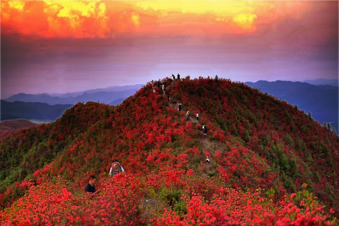 黄平大高山杜鹃花迎风怒放藏身于苗岭深处的红色美景